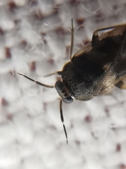 Isometopus mirificus