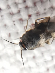 Isometopus mirificus