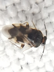 Isometopus mirificus