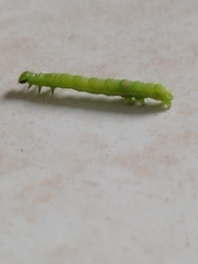 Lepidoptera