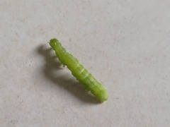 Lepidoptera