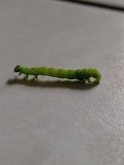 Lepidoptera