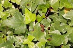 Hedera helix