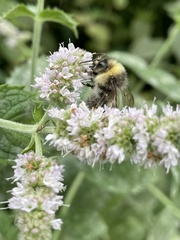 Bombus
