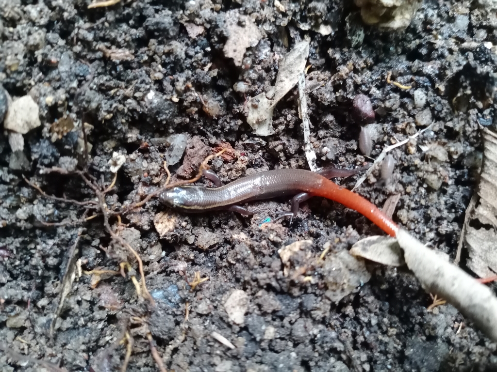 Herbert’s Supple Skink