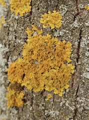 Xanthoria parietina