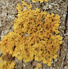 Xanthoria parietina