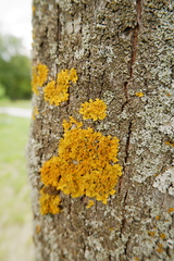 Xanthoria parietina