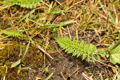 Achillea millefolium