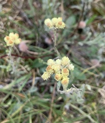 Helichrysum arenarium