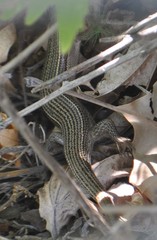 Heremites vittatus