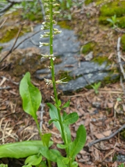 Macropodium nivale