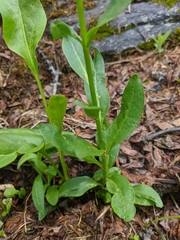 Macropodium nivale