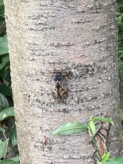 Graptopsaltria nigrofuscata