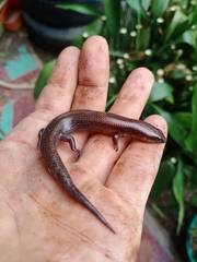 Subdoluseps herberti