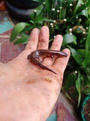 Subdoluseps herberti