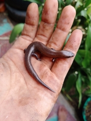 Subdoluseps herberti