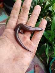 Subdoluseps herberti