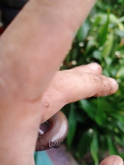 Subdoluseps herberti