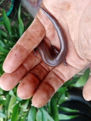 Subdoluseps herberti