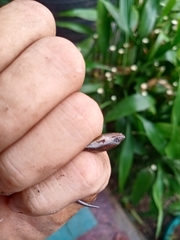 Subdoluseps herberti