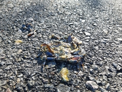 Demanietta khirikhan