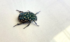 Protaetia niveoguttata