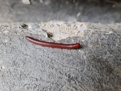 Trigoniulus corallinus