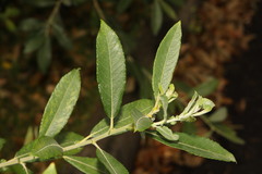 Salix cinerea