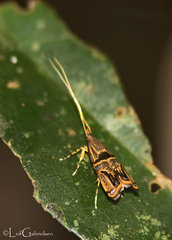 Lecithocera strenua