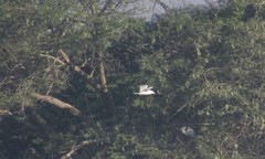 Chroicocephalus brunnicephalus