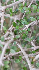 Coprosma dumosa