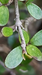 Coprosma dumosa