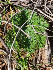 Arctopus echinatus