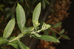 Salix cinerea