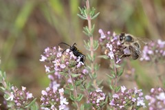 Arima marginata