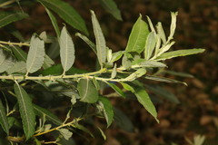 Salix cinerea