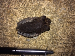 Leptobrachium hendricksoni