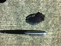 Leptobrachium hendricksoni