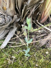 Blackstonia perfoliata