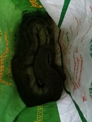 Python brongersmai