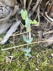 Blackstonia perfoliata