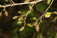 Alnus glutinosa