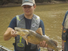 Pylodictis olivaris