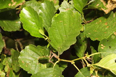 Alnus glutinosa