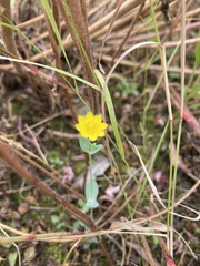 Blackstonia perfoliata