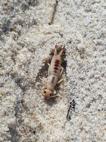 photo of Shore Earwig (Labidura riparia)