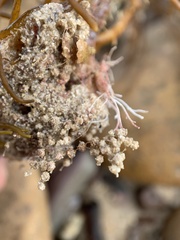 Cryptopolyzoon wilsoni