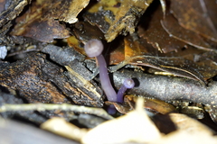 Laccaria masoniae