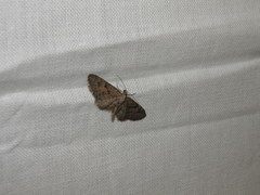 Eupithecia pusillata